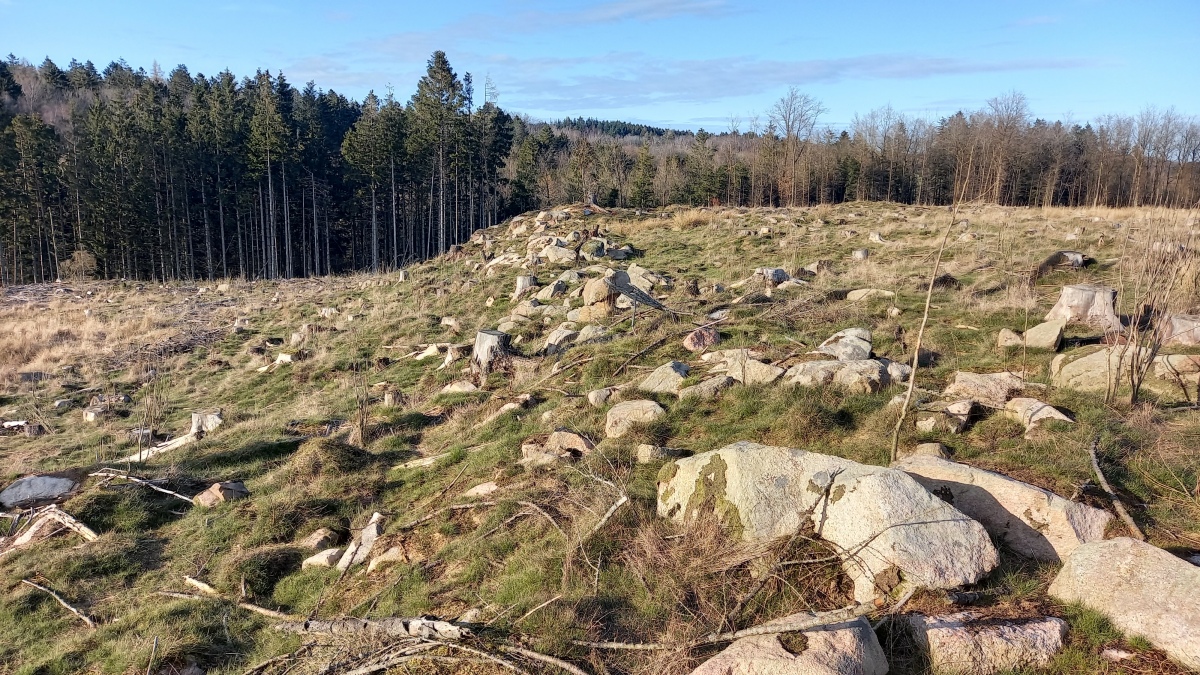 Click for the gallery page to add comments and vote (PID:256390) Borgehoved i Rø Plantage