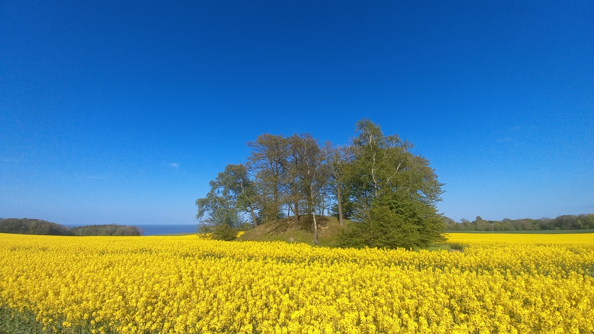 Click for the gallery page to add comments and vote (PID:258369) Offerhøj