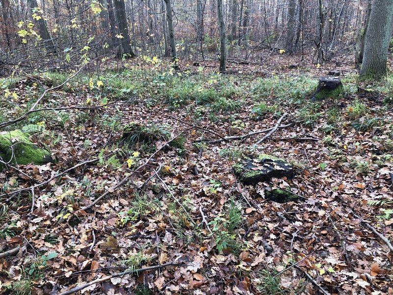 Geel Skov Runddysse 2
