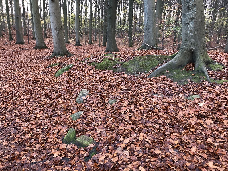 Geel Skov Gravhøj 3