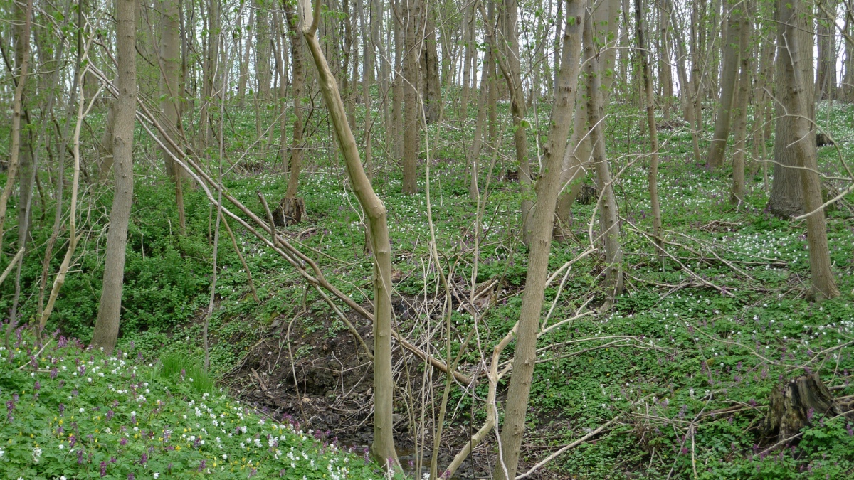 Abildgård Skov Runddysse