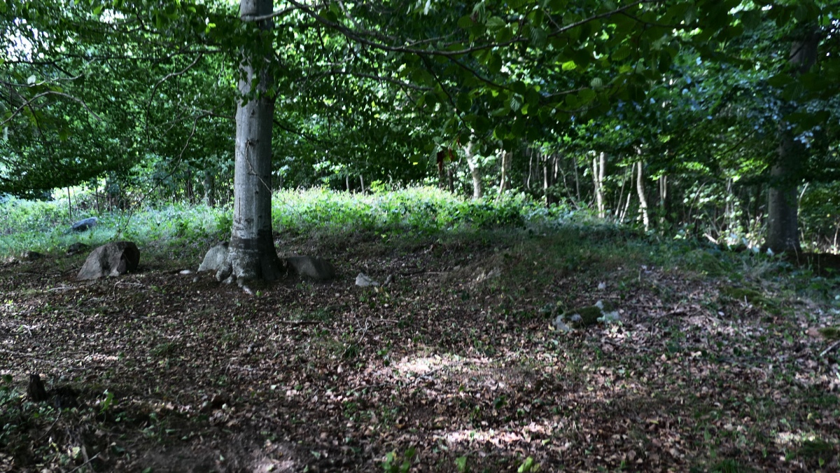 Click for the gallery page to add comments and vote (PID:247037) Brandsbøl Skov Langdysse 4