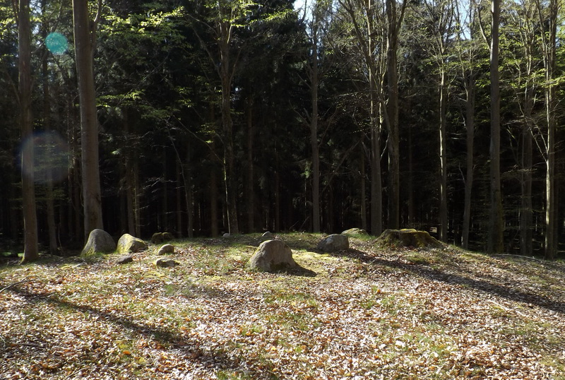 Klosterriis Hegn Langdysse 2