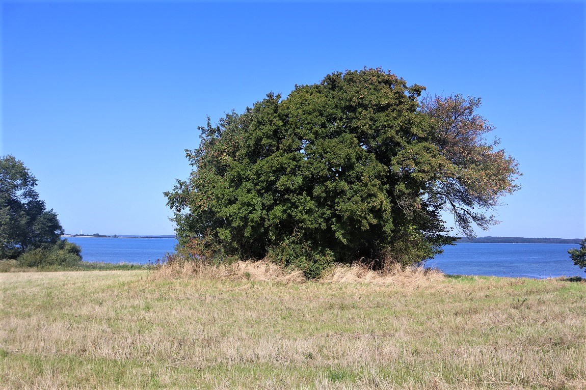 Click for the gallery page to add comments and vote (PID:216705) Bogø Langdysse 2