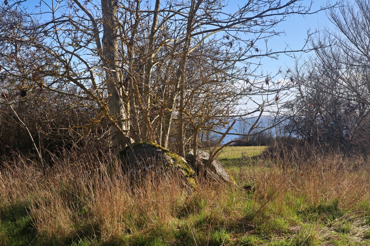 Click for the gallery page to add comments and vote (PID:304553) Hornenæs Skov Runddysse