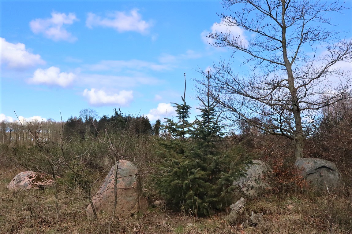 Click for the gallery page to add comments and vote (PID:227302) Apager Skov Langdysse 1