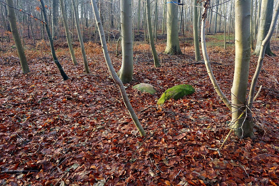 Click for the gallery page to add comments and vote (PID:269071) Sortsø Fredskov Runddysse