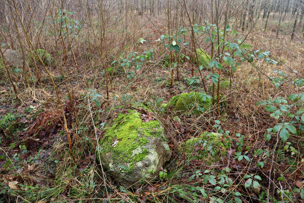 Click for the gallery page to add comments and vote (PID:287574) Glumsø Østerskov Langdysse 1