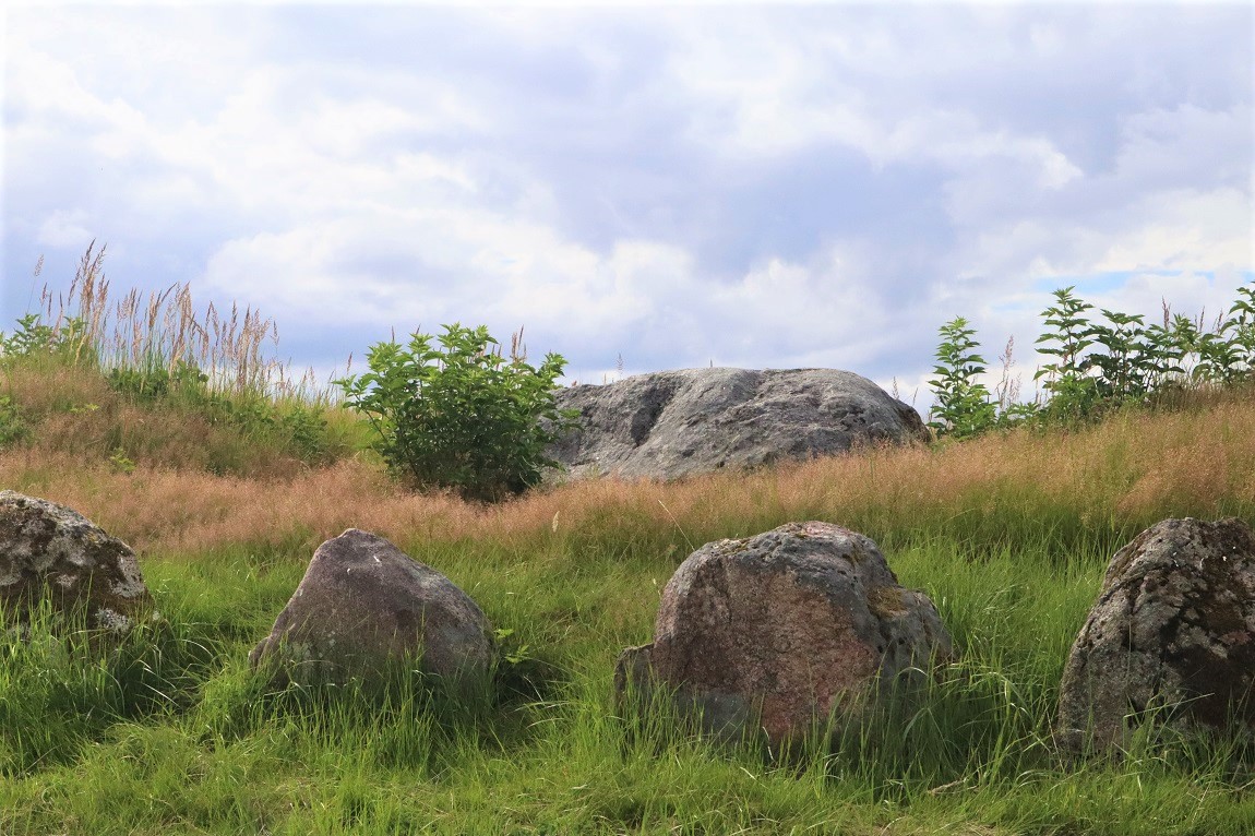 Rokkestenen Langdysse. Long barrow. Restored 1938. 35 x 16 meter. Chamber 4 uprights and 1 capstone.  In the south end maybe a capstone from another chamber. Foto juli 2020