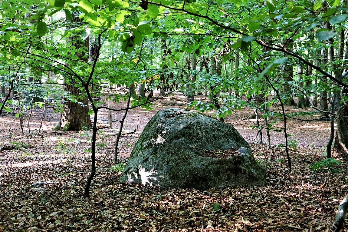 Halskov Vænge Langdysse 3. Long barrow. 22 x 7 x 1.4 meter. 8 kerbstones.  Chamber 1 capstone. Maybe 2 chambers. Foto sep. 2020