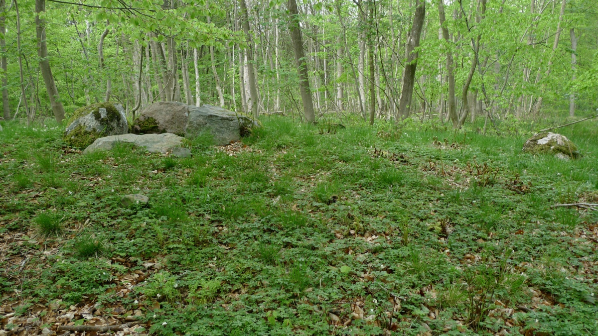 Sjellerup Skov Runddysse 2