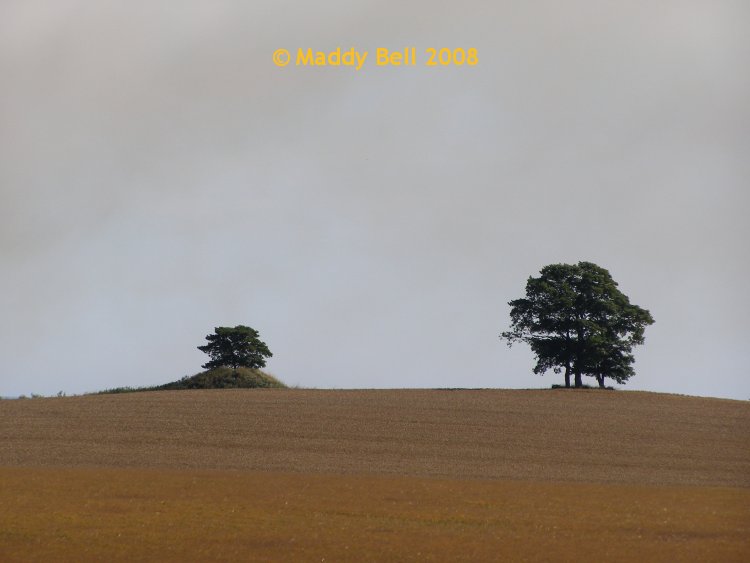 Click for the gallery page to add comments and vote (PID:41808) Råbymagle Bushøj