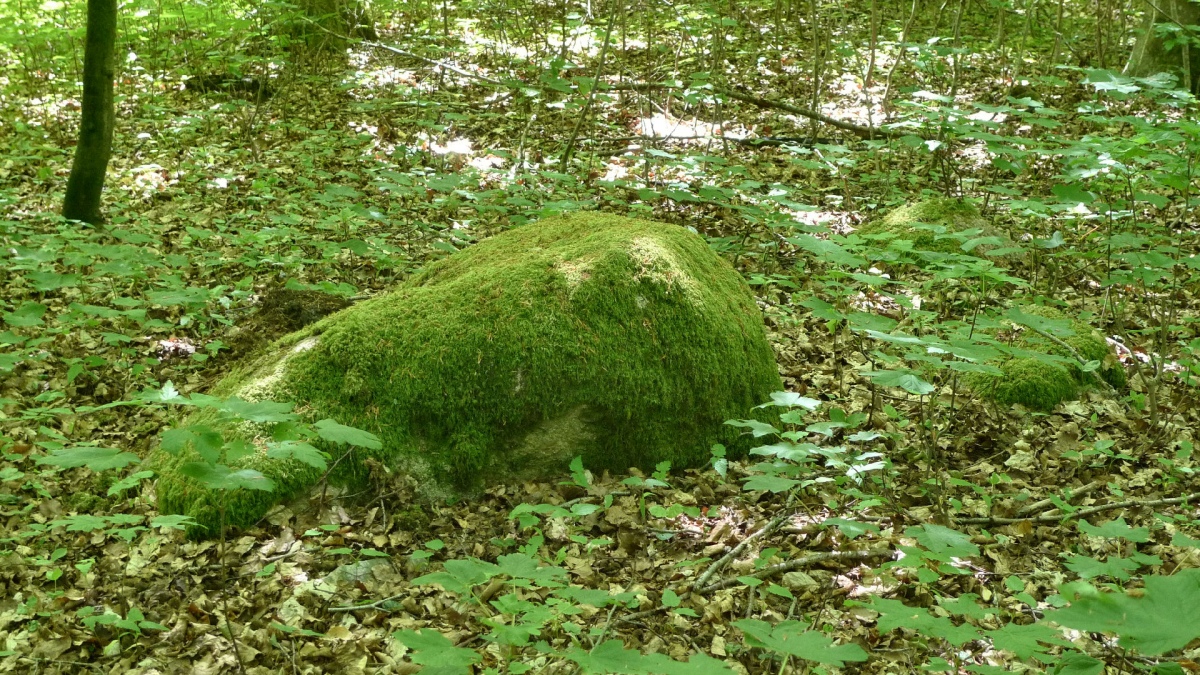 Rumohrsgård Dyrehaven Langdysse 3