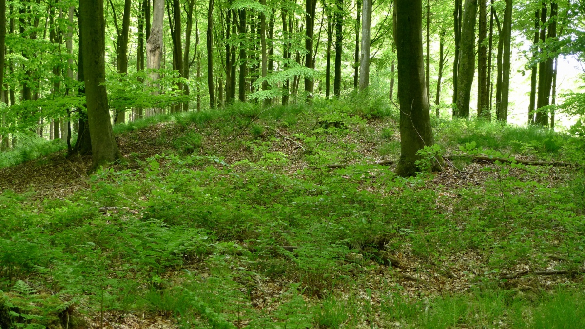 Sønderborg Sønderskov Langdysse