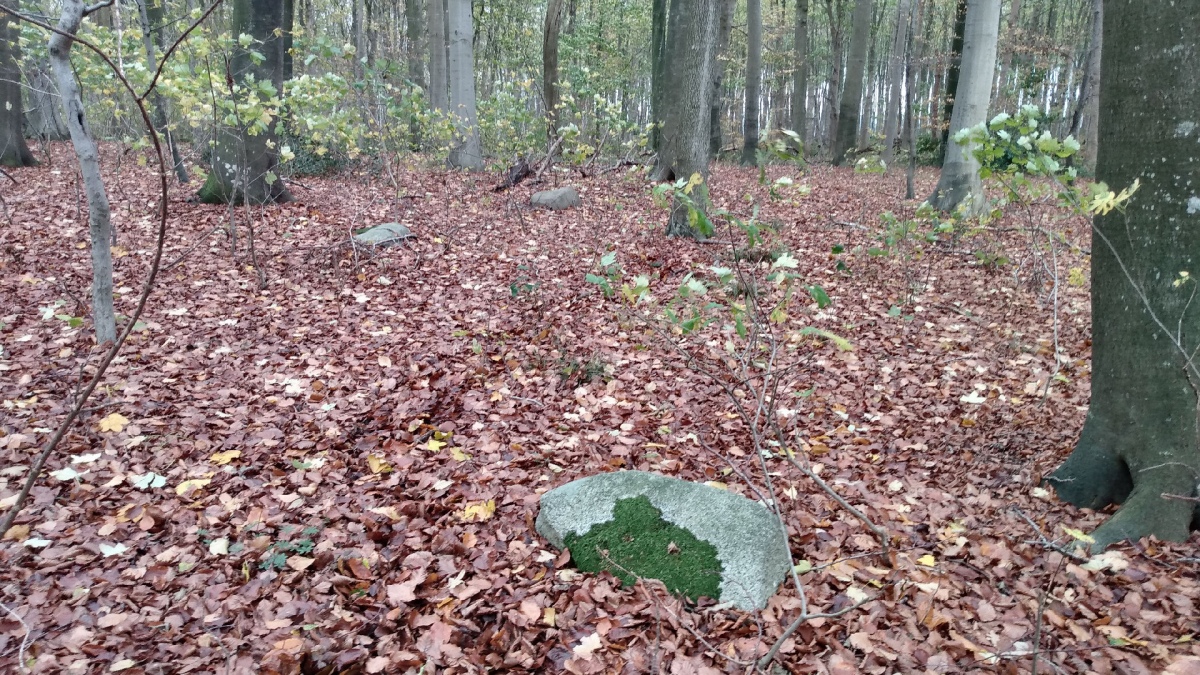 Skelde Kobbelskov Megalitgrav