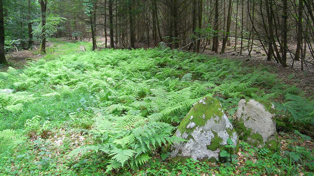 Stenkobbel Langdysse 2