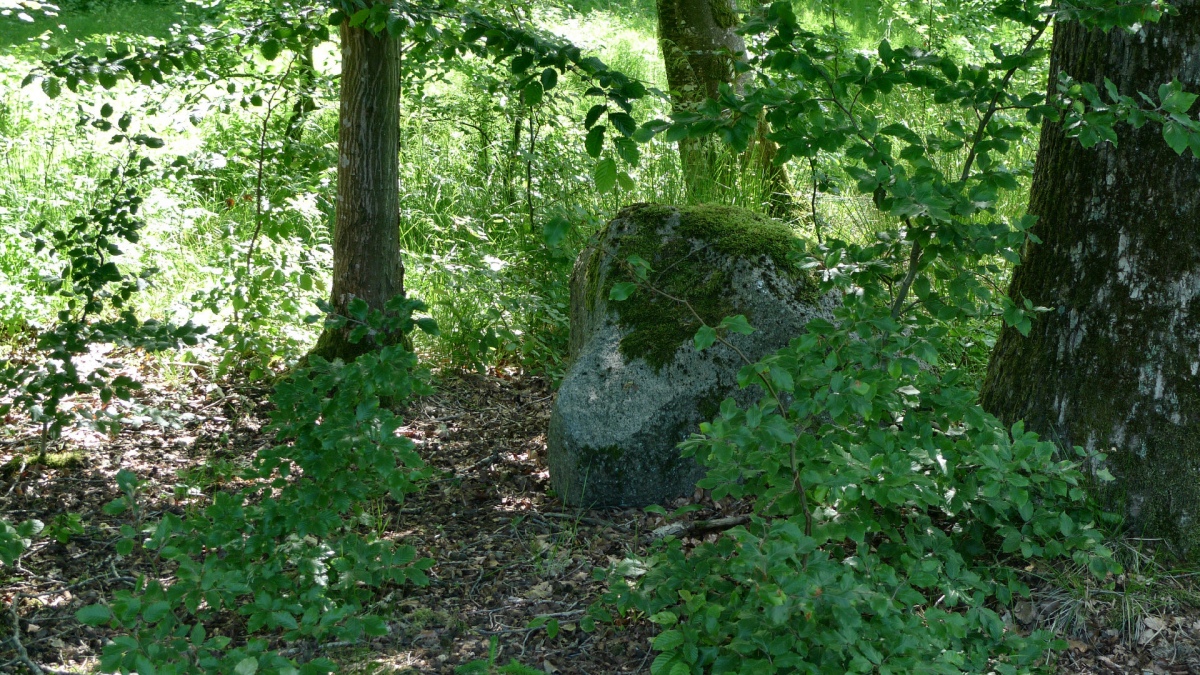 Stubbæk Skov Runddysse 2