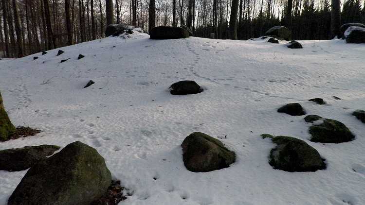 Pipstorn Skov Langdysse 1