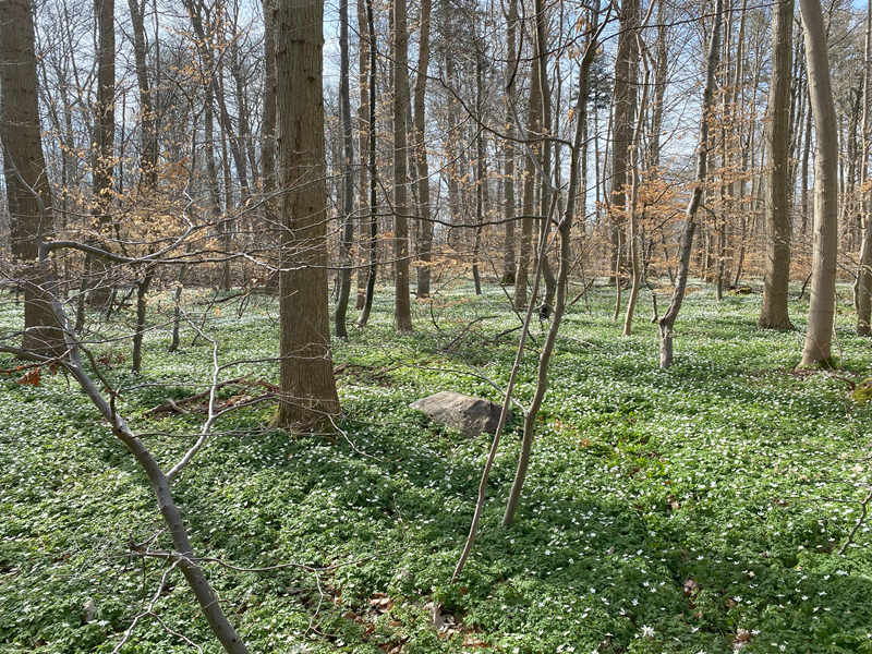 Geel Skov Skåltegn 2