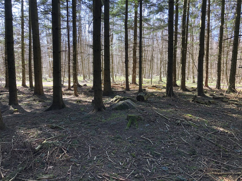 Sorø Sønderskov Megalitgrav 3