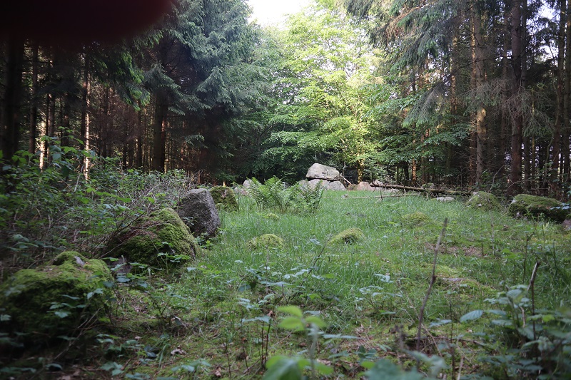Avnede Skov Langdysse