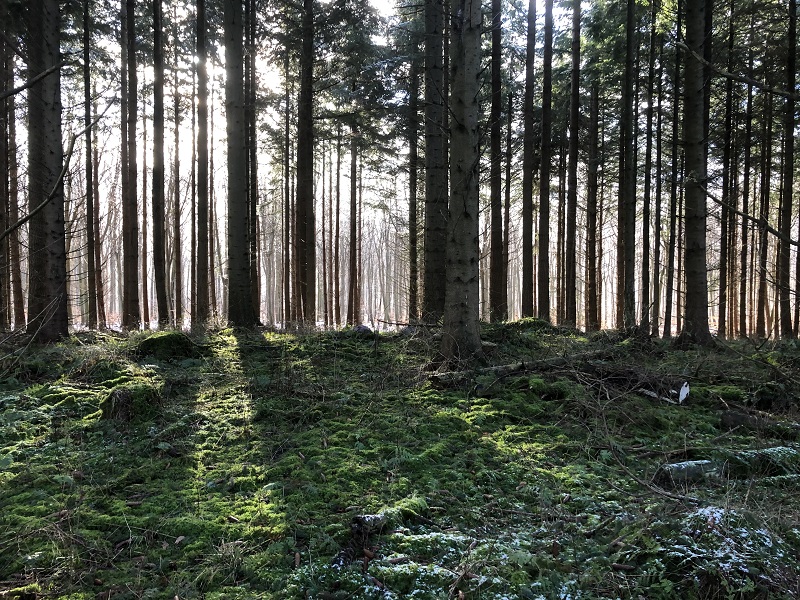 Glumsø Østerskov Langdysse 2