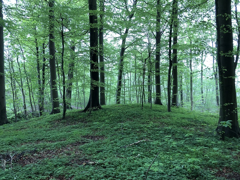 Pipstorn Skov Rundhøj 2