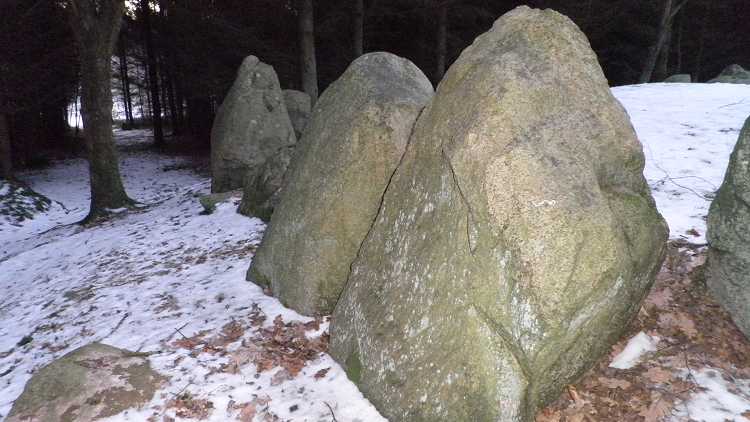 Pipstorn Skov Langdysse 3