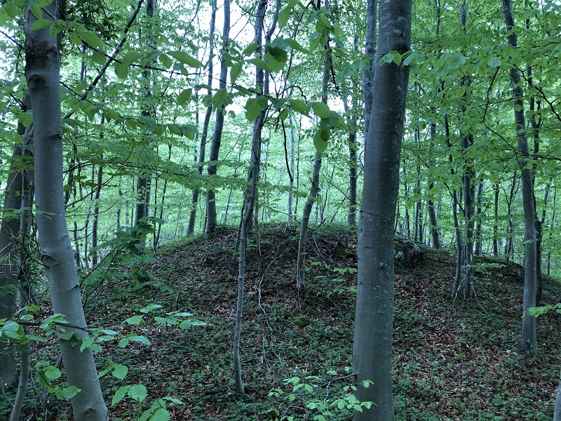 Pipstorn Skov Rundhøj 6