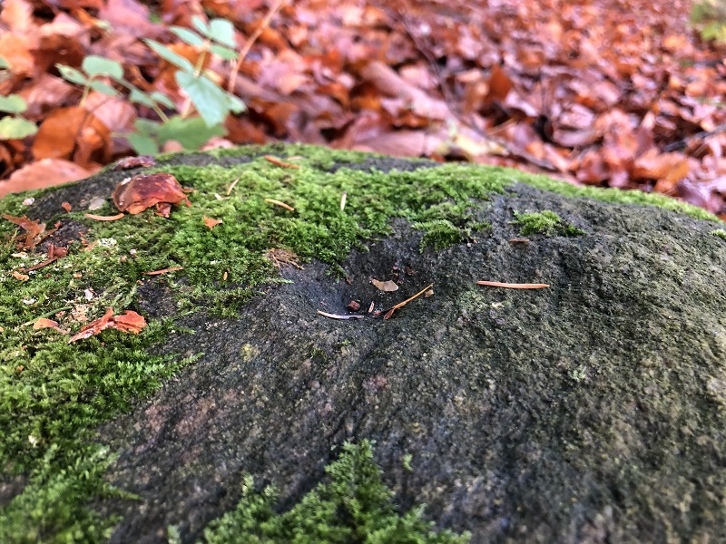 Geel Skov Skåltegn 3