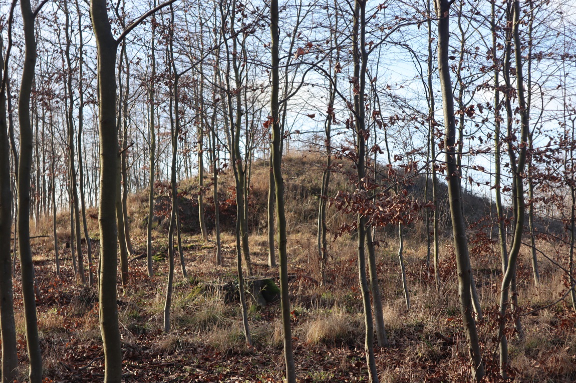 Kræmmerhøj Viemose Skov