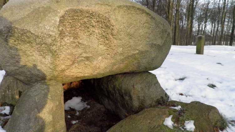 Pipstorn Skov Langdysse 4
