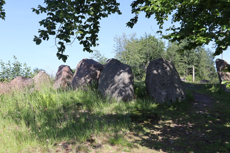 Pipstorn Skov Langdysse 3