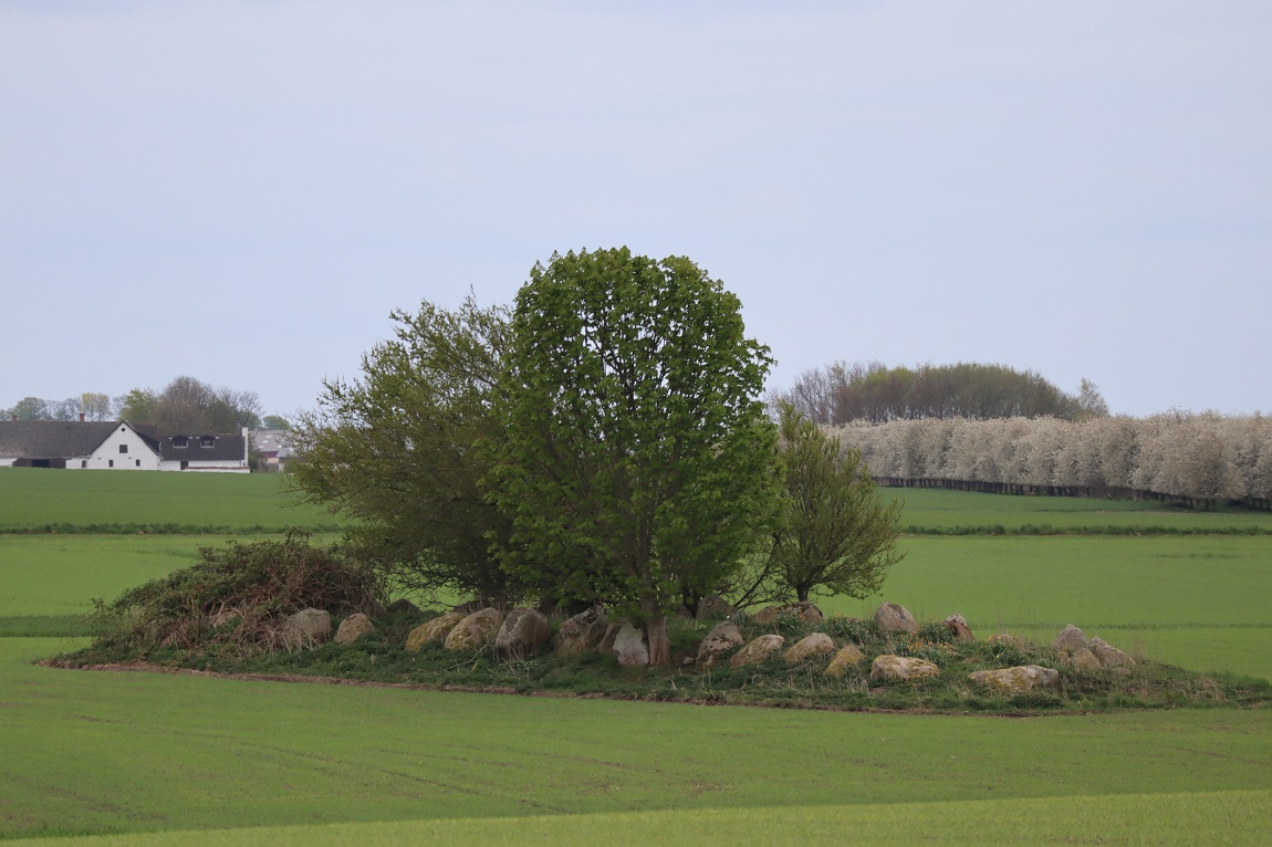 Bildsø Lammedysse