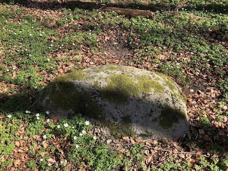 Bulbro Skov Megalitgrav
