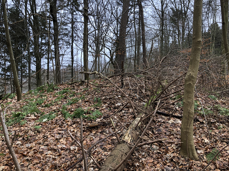 Hornbæk Plantage Rundhøj 7