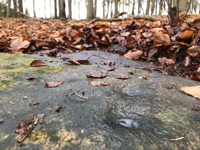 Geel Skov Skåltegn 7