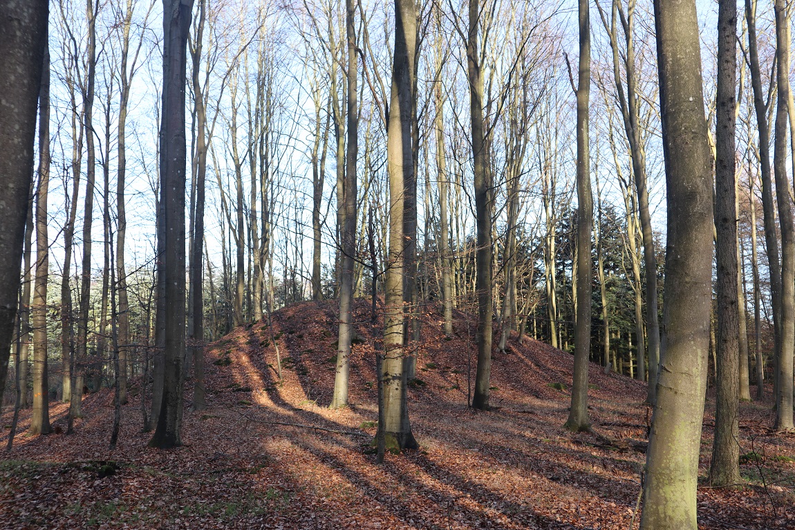 Syvhøje Viemose Skov Rundhøj 7