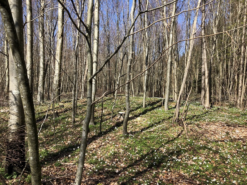 Sorø Sønderskov Gravhøj