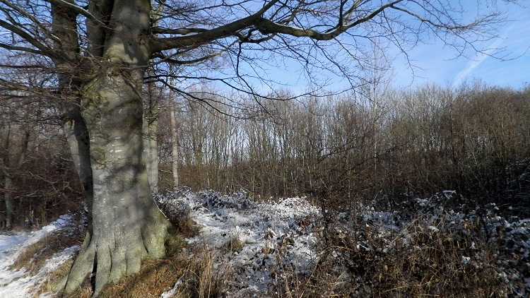 Ravnebjerg Skov Runddysse
