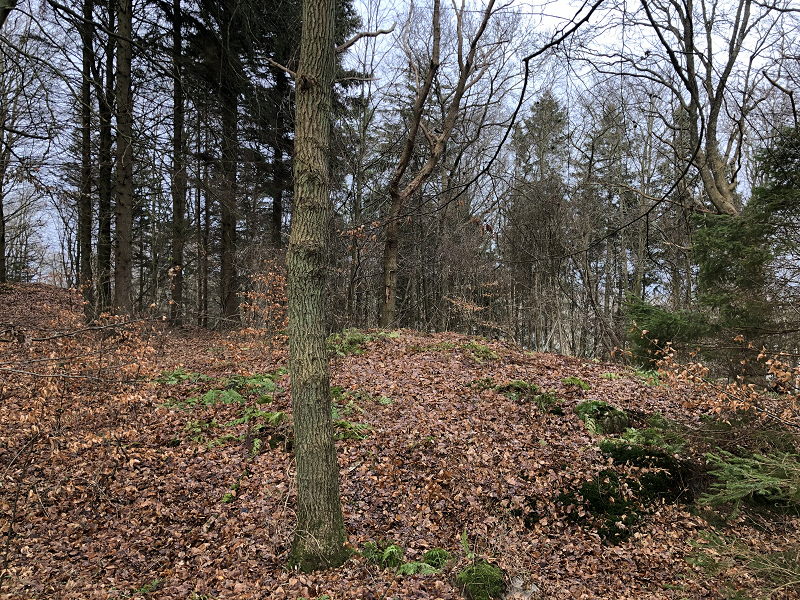 Hornbæk Plantage Gravrøse 1