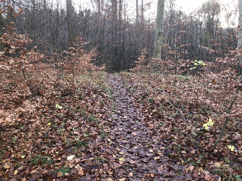 Standing looking from the north. In the centre of the picture, which the top of the mound, is a shallow depression filled with smashed flint. This depression is believed to be the former location of the burial chamber. 