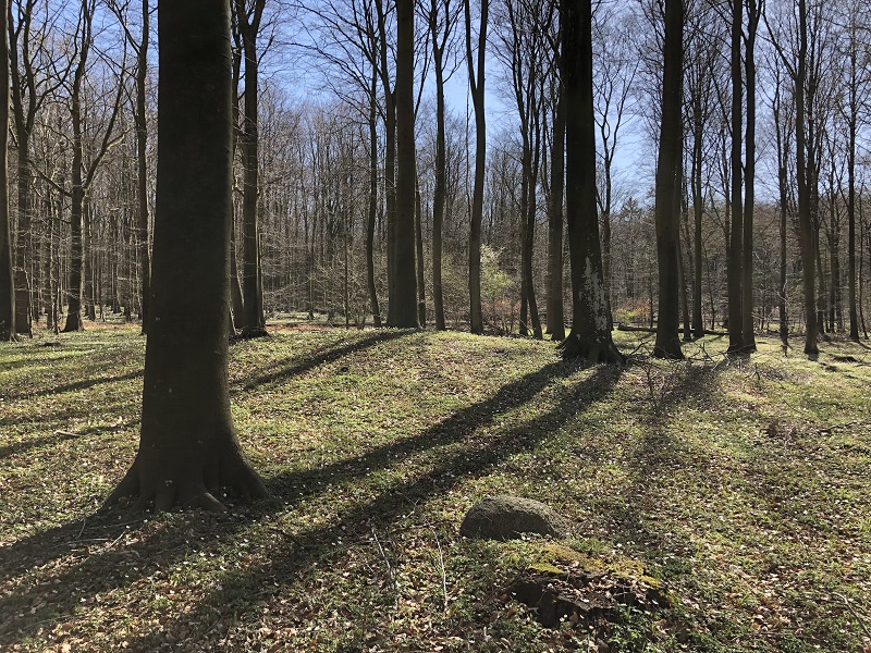 Sorø Sønderskov Megalitgrav 4