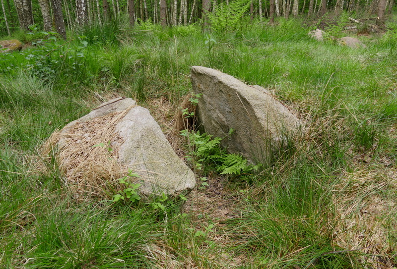 Ryget Skov Runddysse 1