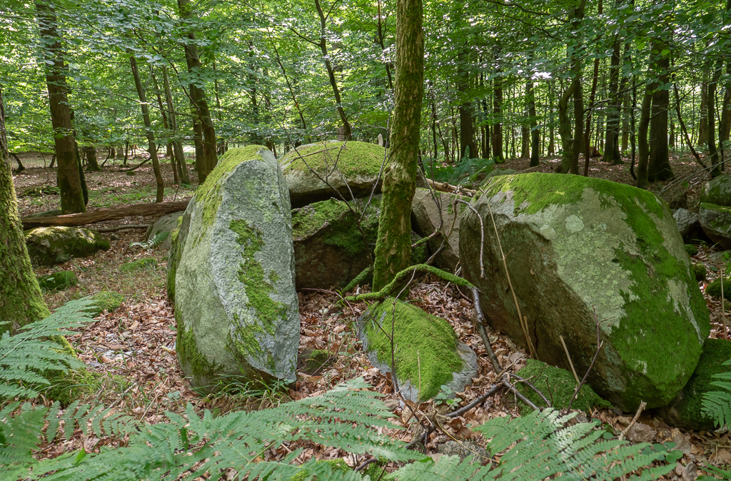 Valbygaard Skov Runddysse