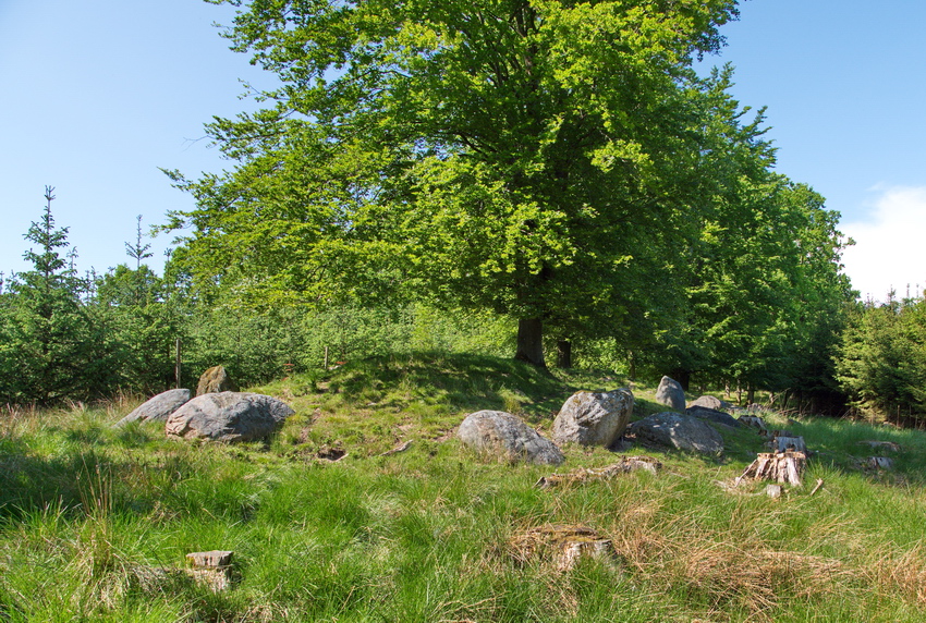 The long barrow is about 40 metres long, 8 metres wide 1.5 m. high, there are traces of two burial chambers. 

At first glance the long barrow looks like three small burial mounds, but it is two excavations that give this appearance.