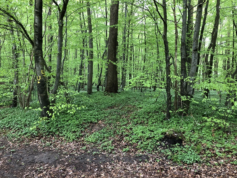 Pipstorn Skov Rundhøj 4