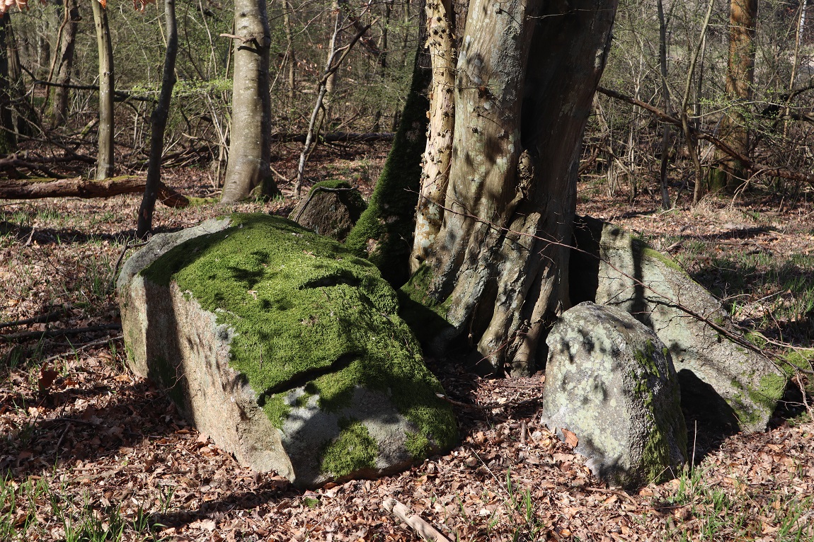 Storskov Runddysse 2