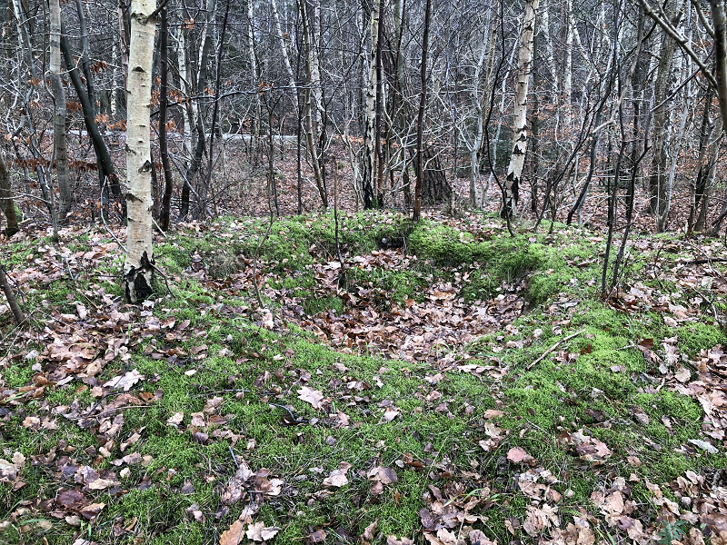 Hornbæk Plantage Stensætning