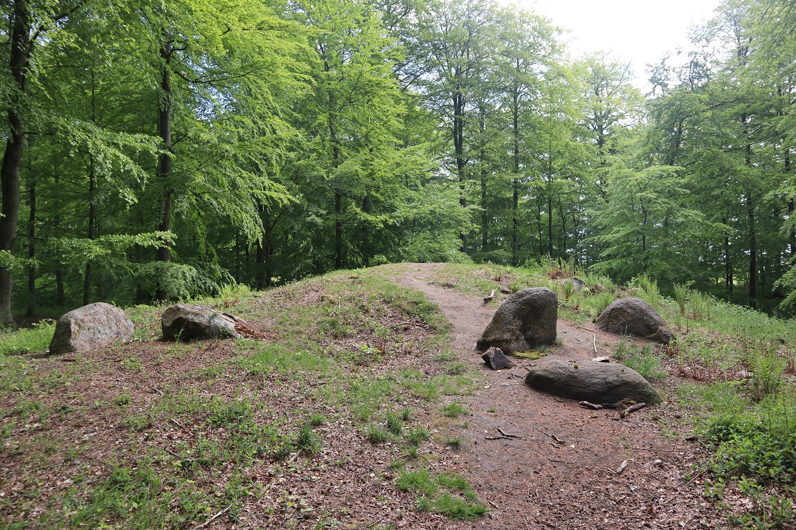 Ringelmose Skov Langdysse 3